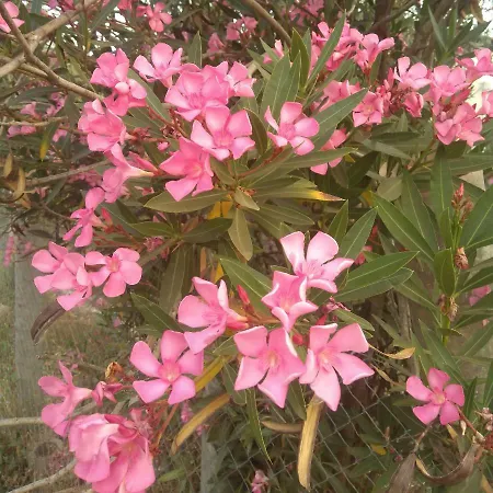 Sunray Separate * スカラ・ソティロス